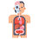 Physiology